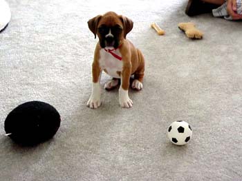 TinyDaisy