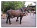 IMG_8708